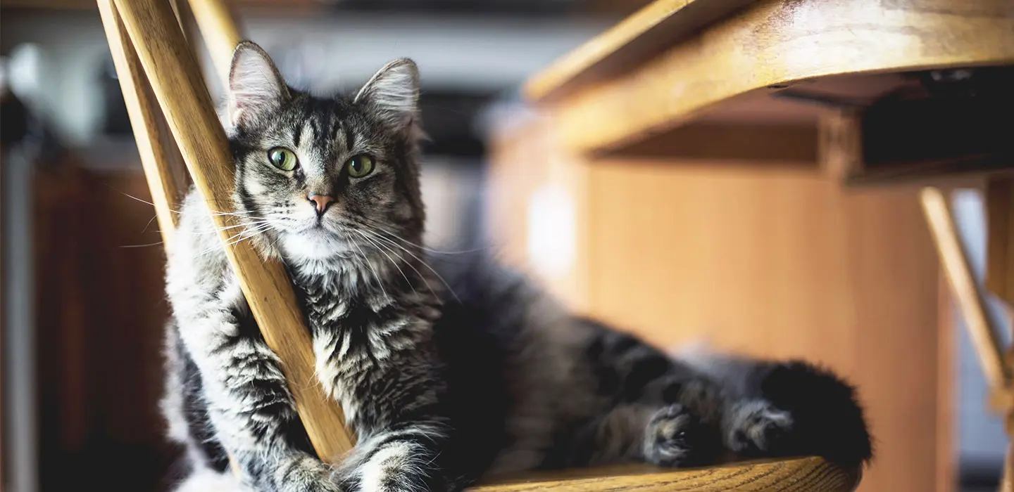 Comment reconnaître l’anxiété chez le chat ?