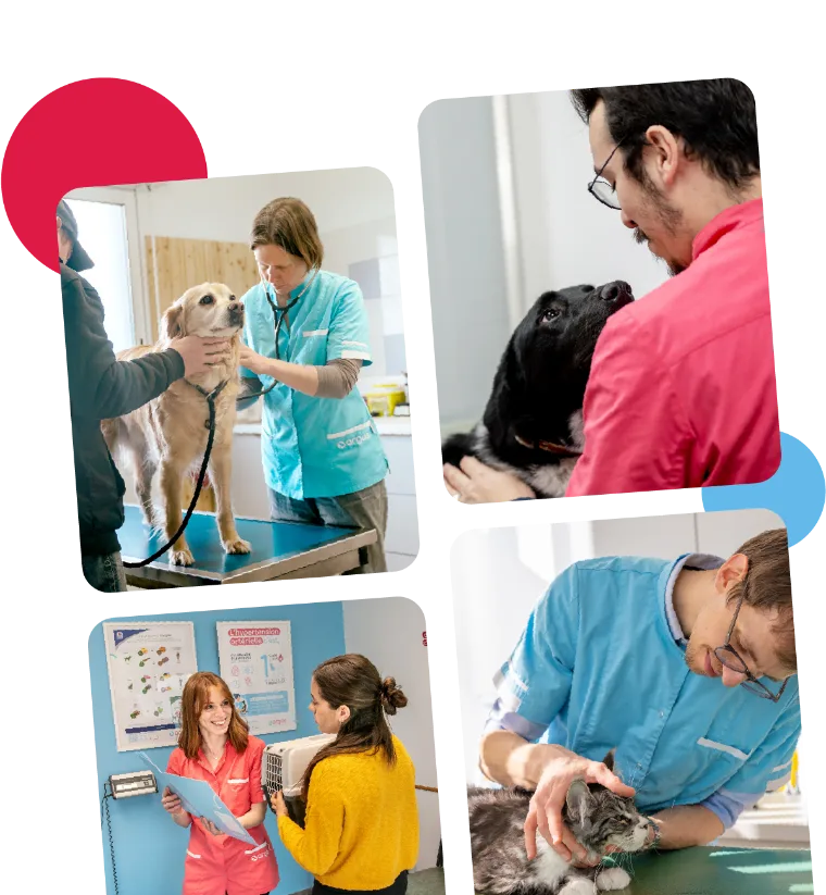 Vétérinaire Argos avec un chien et un chat