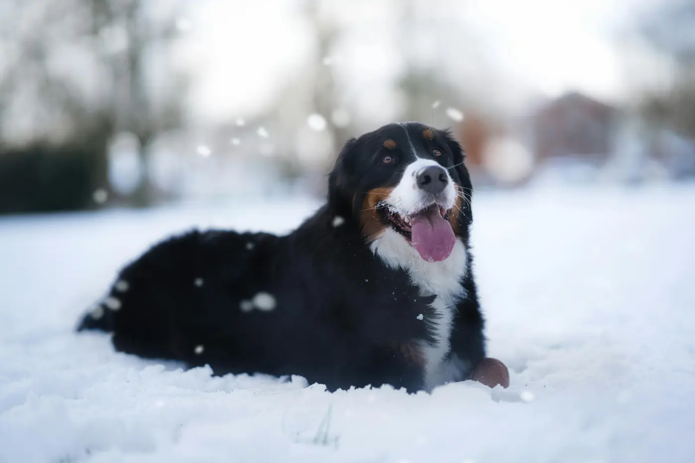 Automne et hiver : comment protéger son animal ?