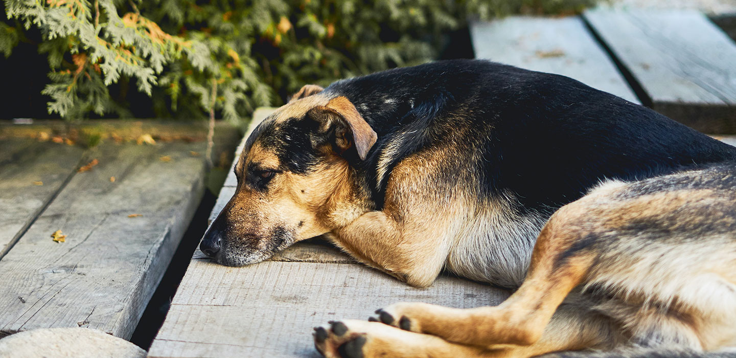 A dog four legs. Воспитанная собака. Воспитание собаки. Жестокое обращение с животными в Грузии.